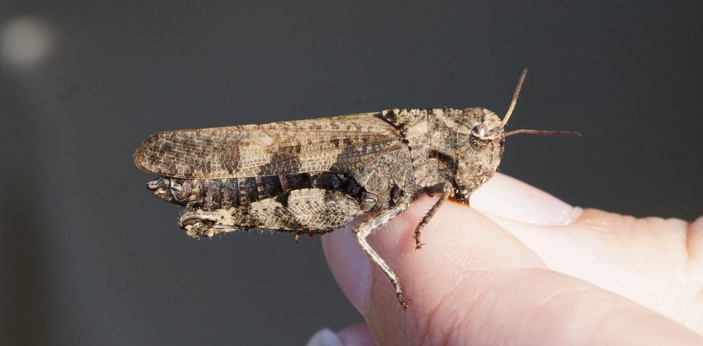 Dusky Grasshopper (Encoptolophus sordidus)