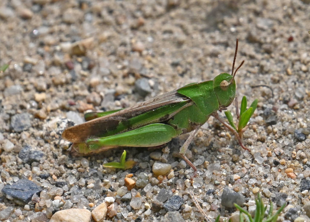 Green-striped Grasshopper Chortophaga viridifasciata