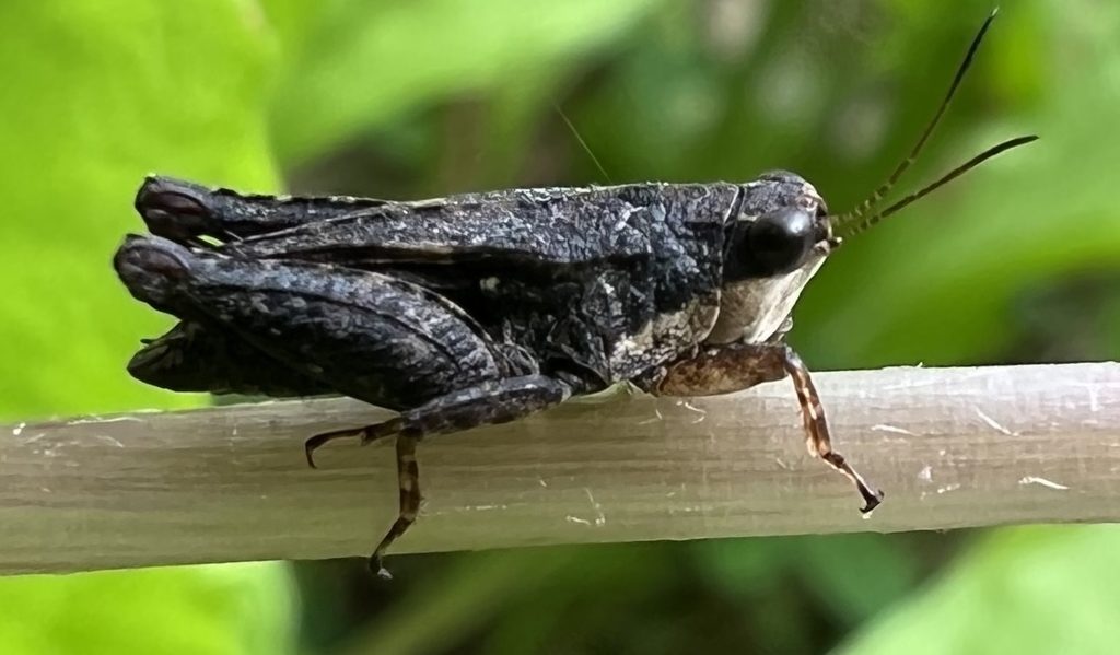 Black-sided Pygmy Grasshopper (Tettigidea lateralis)
