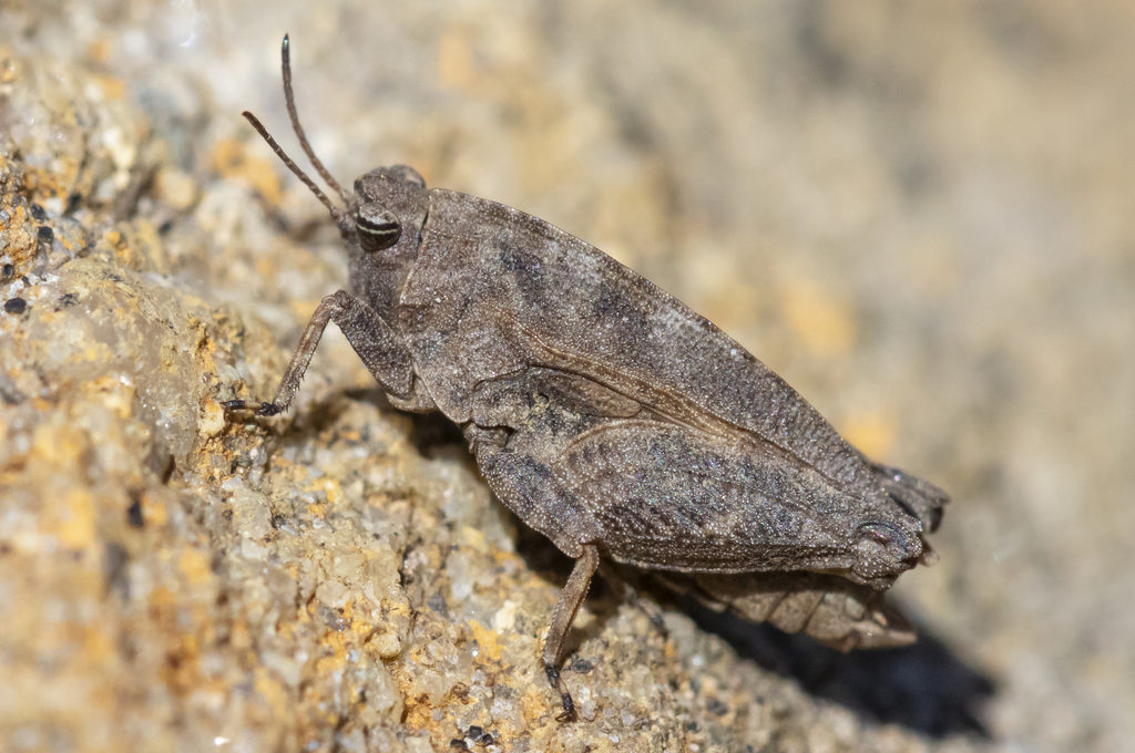 Crested Pygmy Grasshopper (Nomotettix cristatus)