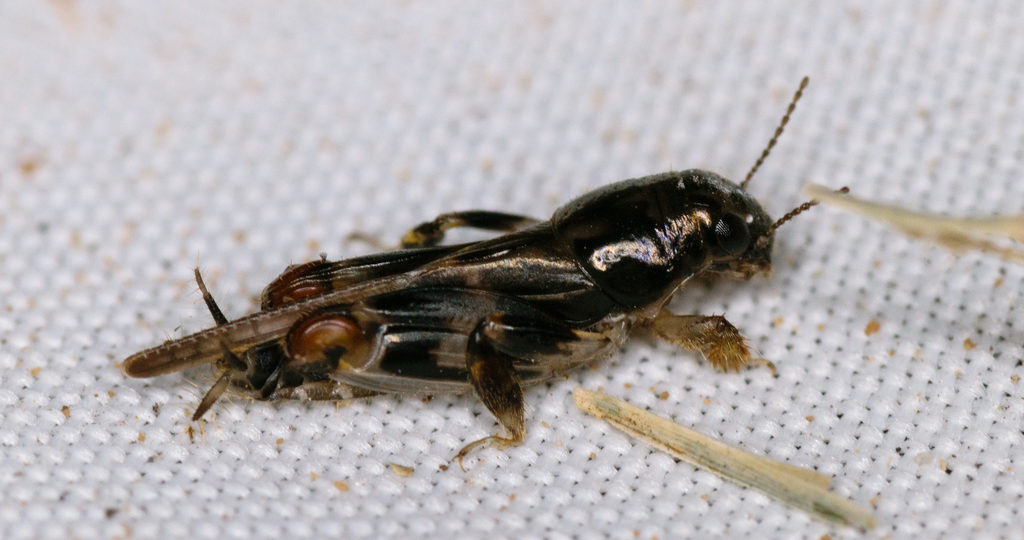 Larger Pygmy Mole Grasshopper (Neotridactylus apicialis)