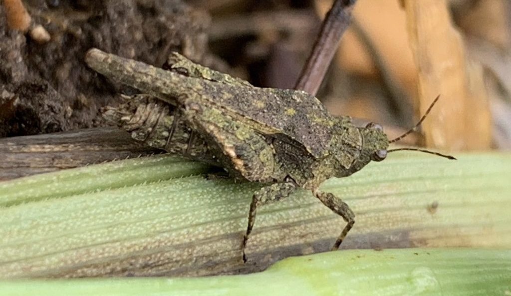 Obscure Pygmy Grasshopper (Tetrix arenosa)