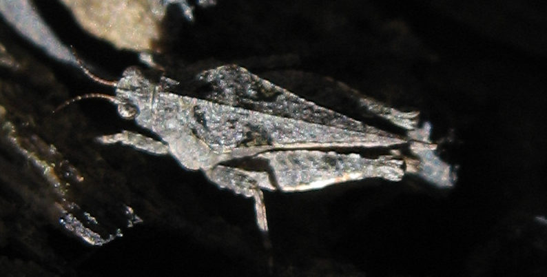 Ornate Grouse Locust (Tetrix ornata) 