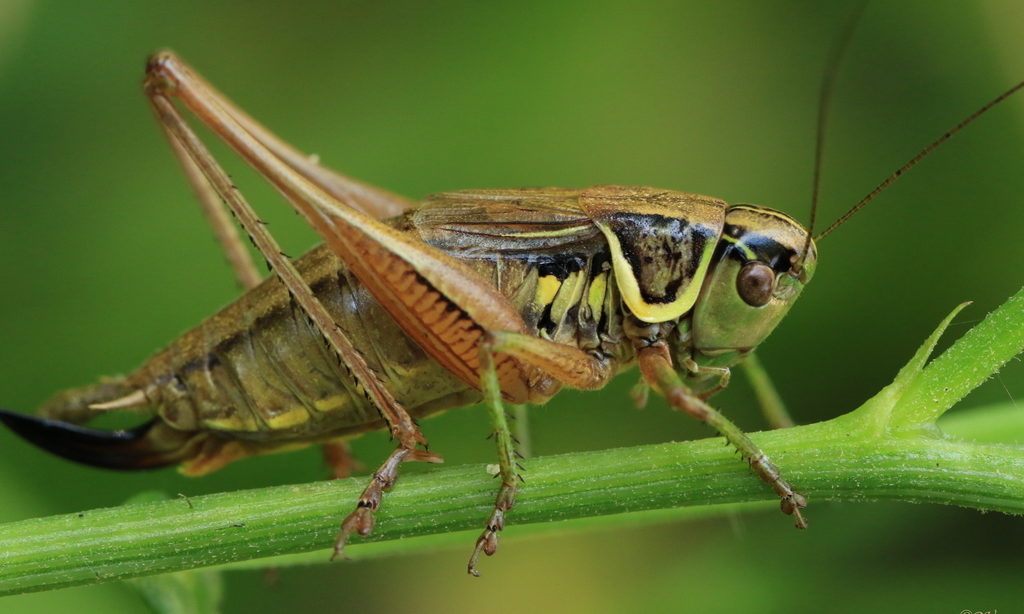 Roesel's Bush-Cricket (Metrioptera roeselii)