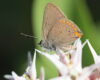Photo by Sue Elwell