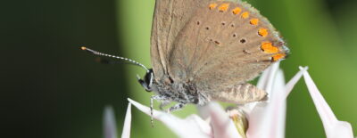 Photo by Sue Elwell